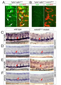 Fig. 5. deltacetv210 ng of  and dll4 have overlapping roles during arterydifferentiation