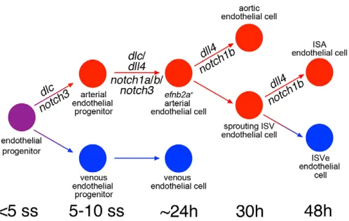 Fig. 7. Model of the dynamic roles of Notch signaling during arterydevelopment.
