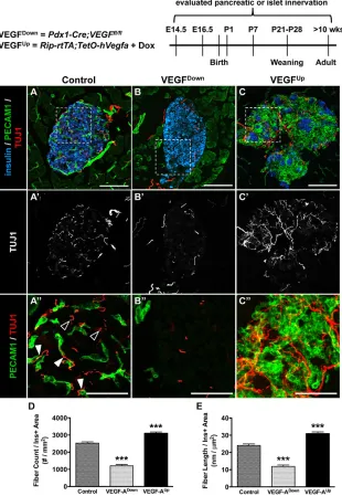 Fig. 1. Islet innervation follows islet VEGF productionand vascularization. TUJ1group