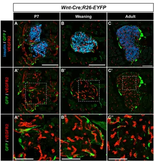 Fig. 6. Islet neural crest-derived cells do not express