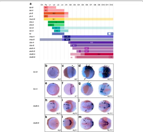 Fig. 9 Expression of Hox paralogs inof expression patterns, see Additional file 44: Supplementary File 1 and the legends of Additional file 33: Figure S17, Additional file 34: Figure S18,Additional file 42: Figure S26, Additional file 43: Figure S27