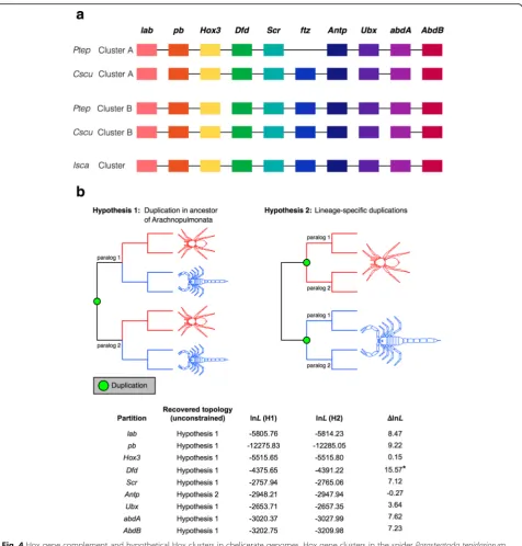 Fig. 4 Hox gene complement and hypothetical Hox clusters in chelicerate genomes. Hox gene clusters in the spider Parasteatoda tepidariorum,the scorpion Centruroides sculpturatus, and in the tick (a)