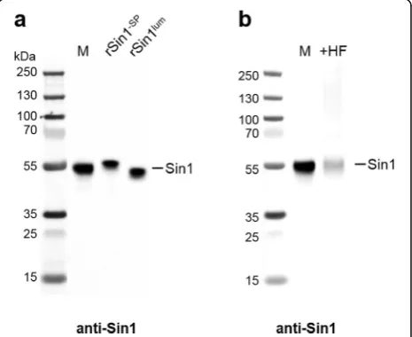 Fig. 2 Western blot analysis using anti-Sin1 antibodies. M totalmembrane fraction from T