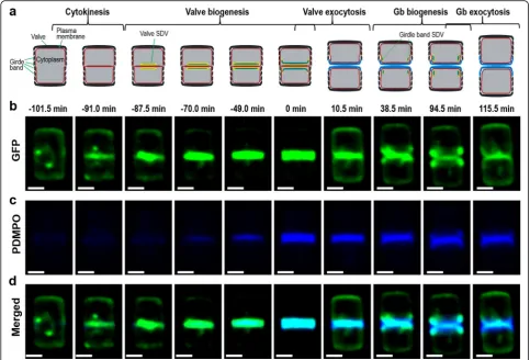 Fig. 4 Localization of Sin1-GFPfluorescence microscopy of Sin1-GFPbiosilica, respectively.For simplicity, intracellular compartments, except for the SDVs, have been omitted.the GFP and PDMPO fluorescence (Fig