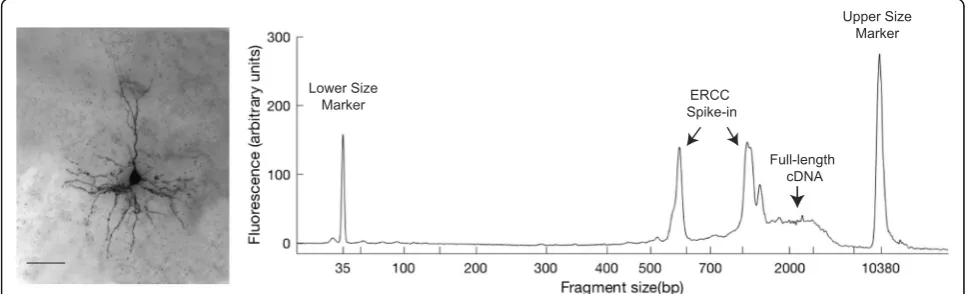 Fig. 2. Combined Patch-seq and morphological recovery. Immunohistochemical staining (Bioanalyzer profile (left, scale bar 50 μm) and full-length amplified cDNAright) from a layer 2/3 pyramidal neuron