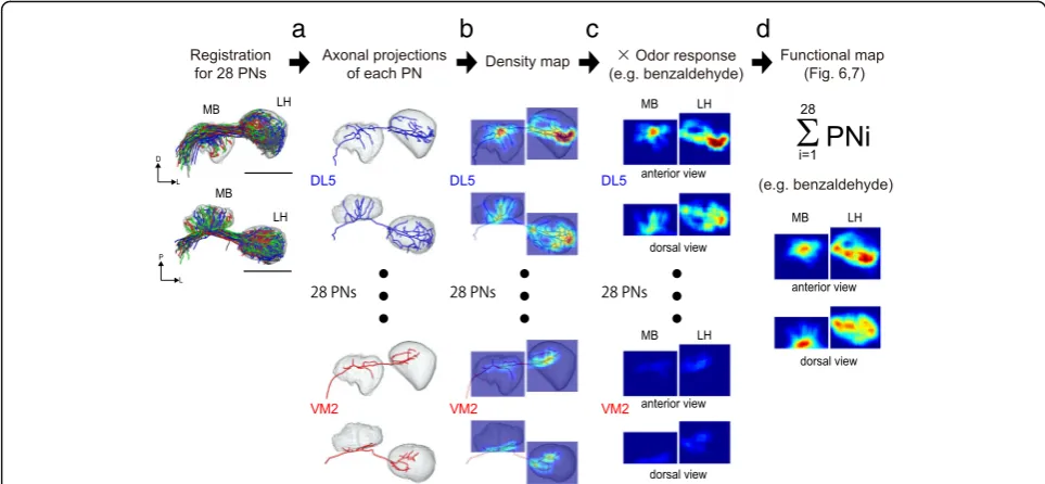 Fig. 5 Schematic of reconstructing virtual odor activation maps in the MB calyx and LH.were performed for all three dimensions, while the anterior-posterior axis (registered to a template MB calyx and LH.multiplied by the odor response intensity for each o