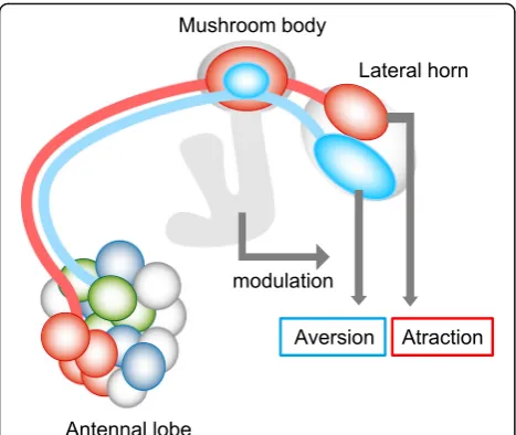 Fig. 8 Schematic diagram of the model proposed by our study. Odorsare separately represented with three different glomerular groups in theAL, reflecting odor valence as well as chemical structures