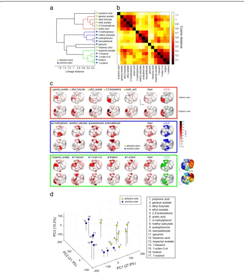Fig. 4 Odors are separately represented by different combinations of glomeruli. a Hierarchical cluster analysis for 17 odors based on the cosinedistances between odor response intensities of 31 PN classes