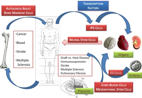 Figure 1Human stem cell transplantsof applications, including cancer, blood diseases, stroke and multiple sclerosis