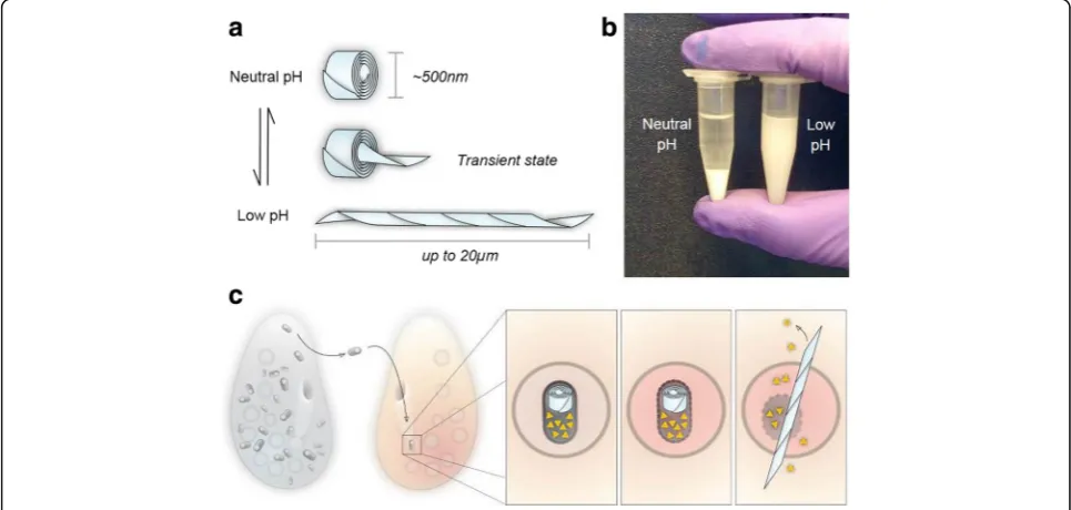 Fig. 5. R-bodies transition between two states.macroscopically; coiled R bodies sediment and extended R bodies remain in solution.sensitive strain of paramecium after being shed by a a Type 51 R bodies reversibly transition between a rolled state at neutra