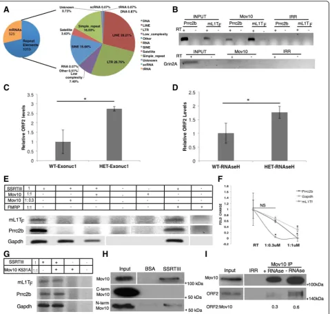 Fig. 2 Mov10 binds repeat element RNA and mRNA in P2 brain and blocks retrotransposition.or irrelevant (mouse L1 RNA (isolated from P3 heterozygote ( a Results of RIP followed by sequencing