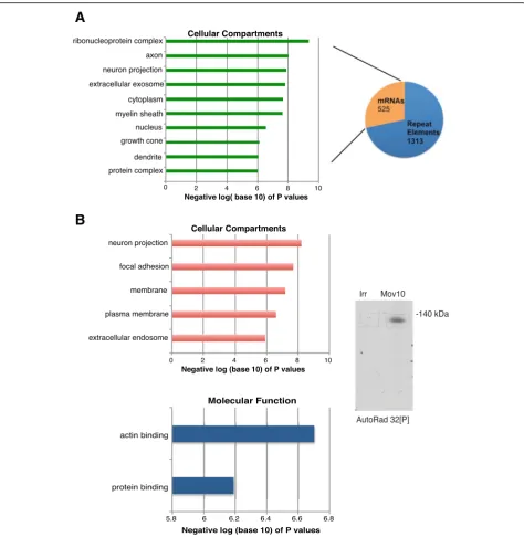 Fig. 3 Mov10 binds mRNAs encoding proteins involved in neuron projection and cytoskeleton by RIP, iCLIP.showing only terms withof iCLIP mRNAs from postnatal brain.postnatal brain
