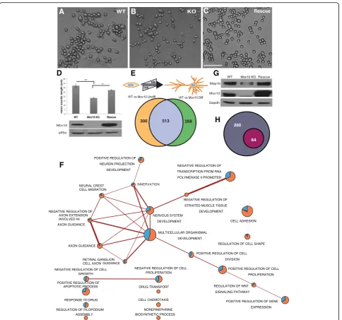 Fig. 4 Mov10 is required for neurite outgrowth and neuronal morphology.conditions is displayed (Mov10 transgene rescue of KO (differentiated neurons counted from triplicate experiments, and a total of 11 images were counted per condition.of WT, KO, and Res