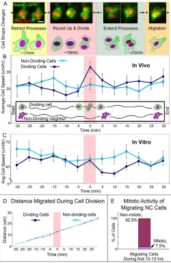 Fig. 1. Neural crest cell division dynamics. (A) Series of stereotypicalevents that characterize a cranial NC cell division event