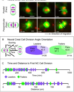Table 1. Average time (in minutes) dividing, migratory neural crestcells spend in the various stages of the mitotic sequence