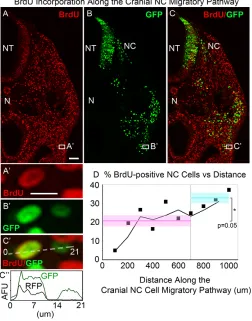 Fig. 3. BrdU labeling reveals proliferating NC cells along the migratorypathway.neighboring cells in C over 0-21 modal peaks of GFP (indicating both cells are GFP-positive NC cells) andsingle peak RFP (indicating only one of the cells has a red fluorescenc