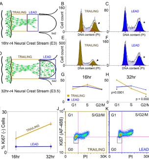Fig. 5. FACS and Ki-67 analysis reveal distinct cellcycle profiles of lead and trailing neural crest cells.(A,D) Schematic of the lead and trailing subregions of atypical cranial NC cell migratory stream selected for FACSand Ki-67 analysis