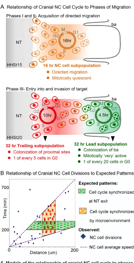 Fig. 6. Models of the relationship of cranial NC cell cycle to phases ofmigration and expected patterns of cell division