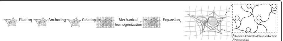 Fig. 1. Expansion microscopy (ExM) workflow. First, a biological specimen is chemically fixed (composite is now ready for physical expansion by dialysis in low-salt buffer or water (homogenization step involving denaturation and/or digestion of structural 