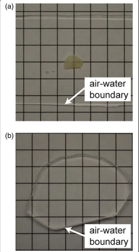 Fig. 3. After expansion, the sample is 99% water and clear.Expansion significantly reduces scattering of the sample sincethe sample is mostly water