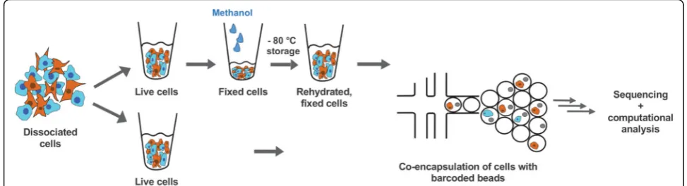 Fig. 1 Cell preparation for droplet-based single-cell transcriptional profiling. Schematic of experimental workflow