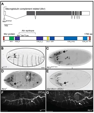 Fig. 1. Mutations in Mcrof Mcr used for antibody generation is indicated by a bracket.ss, signal sequence; MG1, alpha-2-macroglobulin MG1domain; A2M_N, MG2 domain; A2M_N_2, alpha-2-macroglobulin family N-terminal region; LDLa, low-densitylipoprotein recept