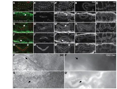 Fig. 2. Mcr is required for SJ structure and paracellular barrier function. (A-O) Confocal optical sections of salivary glands (A,D,G,J,M) stained withantibodies against Crb (red, and in A′,D′,G′,J′,M′) and Cor (green, and in A″,D″,G″,J″,M″), and hindguts 