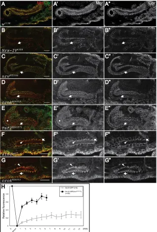 Fig. 4. Mcr is mislocalized in the hindguts of SJ