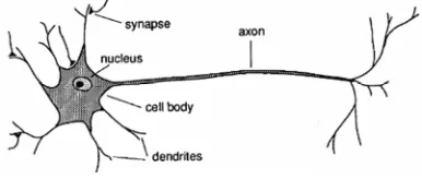 Figure 1: The natural nervous system 