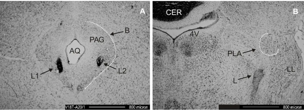 Figure 5Electrical lesionsElectrical lesions. Histological verification of electrode locations A/B show Nissl stained 42 µm frontal sections