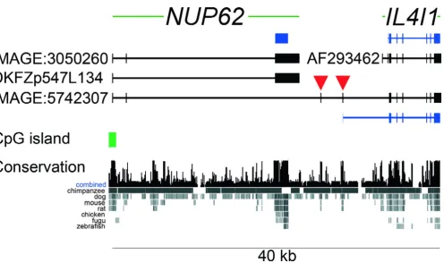Figure 1NUP62 (left) to 3' (right). Exons are represented by vertical bars and boxes, intronic sequence by horizontal lines