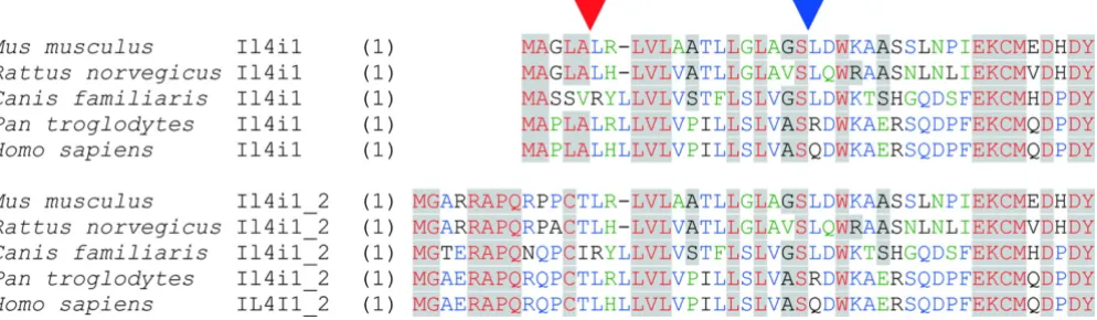 Figure 3Sequence alignment of N-terminal ends of peptides encoded by the IL4I1 gene (Il4i1) and the novel variant (Il4i1_2)Sequence alignment of N-terminal ends of peptides encoded by the IL4I1 gene (Il4i1) and the novel variant (Il4i1_2)