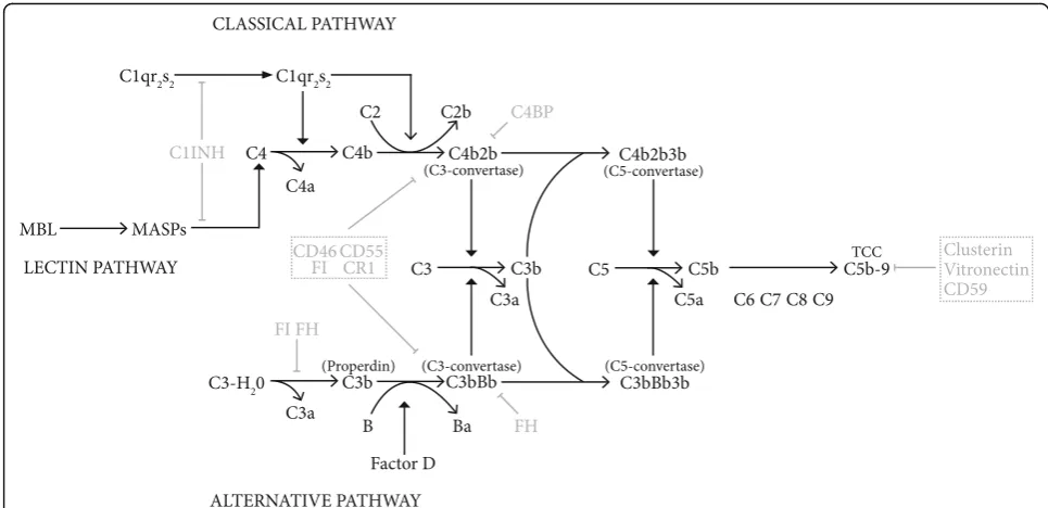 Fig. 1 Schematic and simplified representation of the complement system. Complement regulatory proteins, both fluid-phase and membrane-bound are coloured light grey