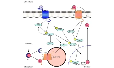 Fig. 2 Proposed interaction of complement C3a and C5a with GSC regulatory mechanisms. C5a-C5aR interaction activates PI3K/Akt/mTORsignaling and PKCζ but suppresses p21 with subsequent OCT-4 activation