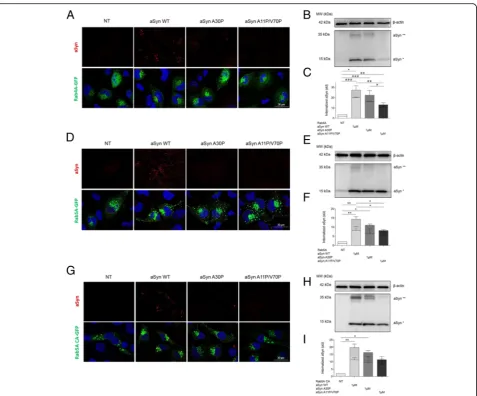 Fig. 6 The A30P and A11P/V70P aSyn mutants are less internalized than WT aSyn. a ICC and b Immunoblotting of cells transfected with Rab4A–GFP and treated as in experiments shown in Fig