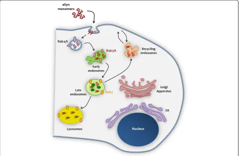 Fig. 9 Model for the proposed mechanism of aSyn internalization and interaction with the membrane and trafficking machinery