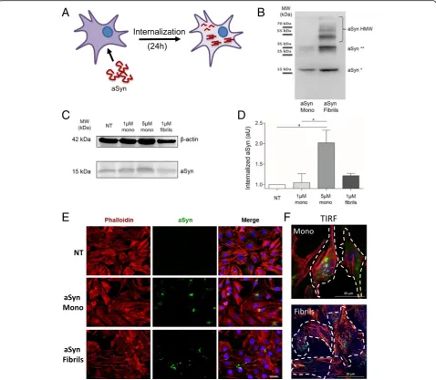 Fig. 1 Recombinant aSyn monomers and fibrils are internalized by H4 cells.as indicated