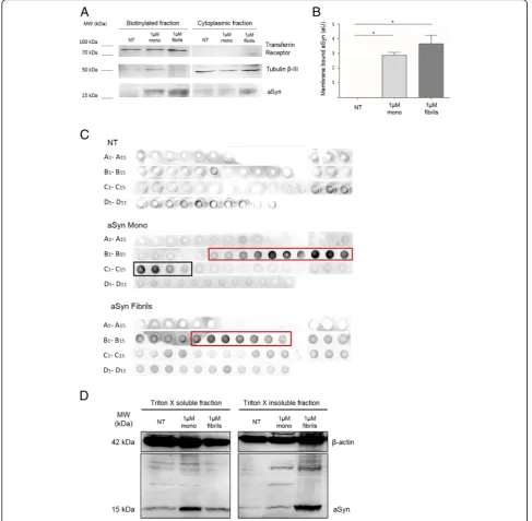 Fig. 2 aSyn associates with membranes and forms high molecular weight species during the internalization process in H4 cells.species of aSyn.treated with 1the biotinylated fraction (membrane-associated aSyn)