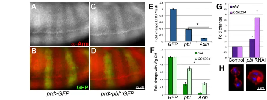 Fig. 2. Pbl acts to repress Wg pathway activity in embryos and cultured cells. (A,B) Normal Arm stripes were not altered by expression with (*control DNA