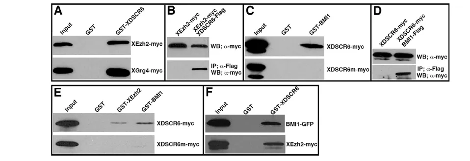 Fig. 6. XDSCR6 physically interacts with PcG proteins. (A) GST pull-down of embryonically expressed XEzh2-myc or XGrg4-myc by GST-XDSCR6.XDSCR6m-myc, by GST-XEzh2 or GST-BMI1