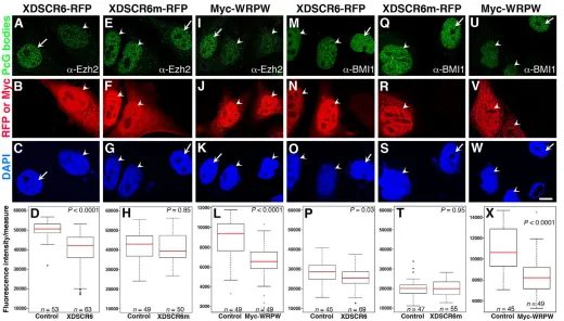 Fig. 8. XDSCR6 releases endogenous Ezh2 and BMI1 from the goosecoid promoter. ChIP experiments using uninjected (uninj.) or Xdscr6-injectedXenopus ectoderm explants