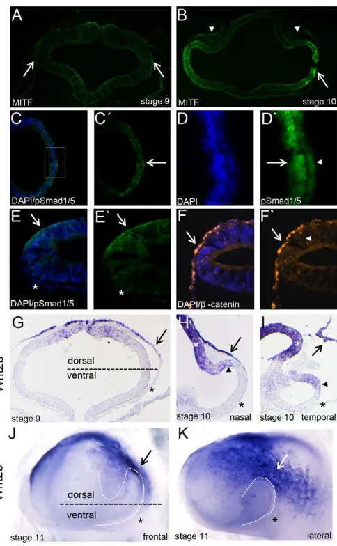 Fig. 1. Signals involved in early optic vesicle patterning in the chick.(A) At stage HH 9, MITF protein is not detected in the ov (arrows)