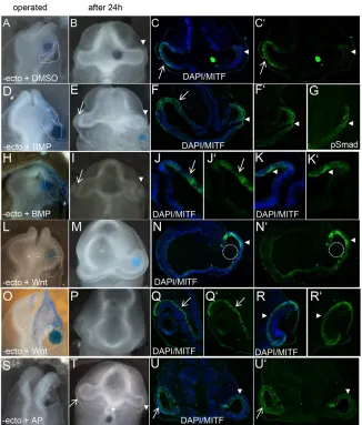 Fig. 3. BMPs or Wnts can replace the function ofthe surface ectoderm to induce MITF expression inWnt3a-treated side (R,RWnt3a treatment following surface ectoderm removalrescued optic cup formation (arrowheads)