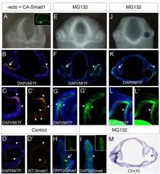 Fig. 7. pSmad1 signalling mediates RPE specification.
