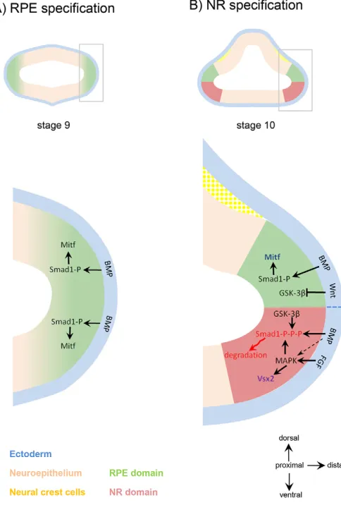 Fig. 8. Dorsoventral model of optic vesicle patterning in the chickembryo, integrating BMP and Wnt actions
