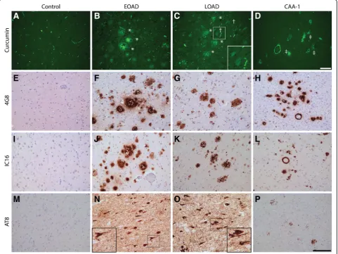 Fig. 1 Detection of AD pathological hallmarks using curcumin. Curcumin staining of AD pathological hallmarks in early and late onset AD casesand AD cases with CAA type 1 (CAA-1) (a-d)
