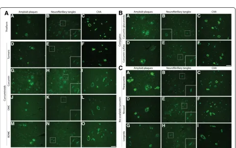 Fig. 4 Curcumin binding in non-AD pathologies. Curcumin staining of PART, FTLD-tau, FTLD-TDP-43, and PD cases (DAPI = 4a-e)