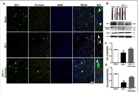 Fig. 5 Neutrophil elastase inhibition prevented the spinal cord injury (SCI)-induced disruption of tight junction protein (ZO-1 and Occludin) in a ratmodel