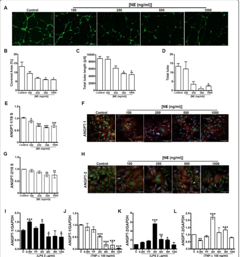Fig. 1 Neutrophil elastase (NE) impedes tubule formation and decreases angiopoietin (ANGPT) expression, whereas inflammatory factorsdifferentially modulate ANGPT expression, in human umbilical vein endothelial cells (HUVECs)