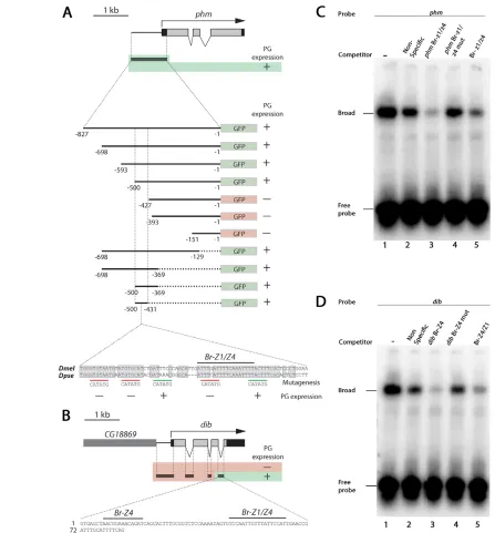 Fig. 2. The ecdysone-regulated factor Br binds to the promoters of ecdysone biosynthesis genes